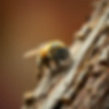 Magnificent Effective Strategies for Eliminating Wood Bees