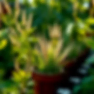 Magnificent Exploring Plant-Friendly Weed Killers: A Comprehensive Guide Magnificent Exploring Plant-Friendly Weed Killers: A Comprehensive Guide