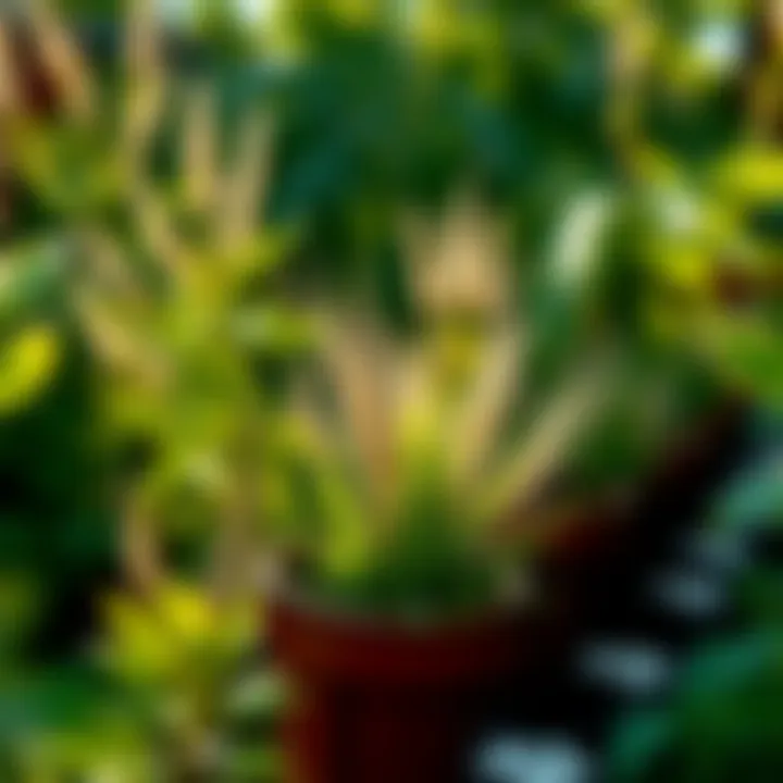 Magnificent Exploring Plant-Friendly Weed Killers: A Comprehensive Guide Magnificent Exploring Plant-Friendly Weed Killers: A Comprehensive Guide