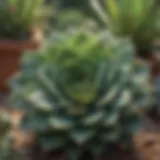 A close-up of a succulent showing signs of overwatering