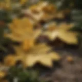 Close-up of a plant with yellow leaves, showcasing the signs of distress.
