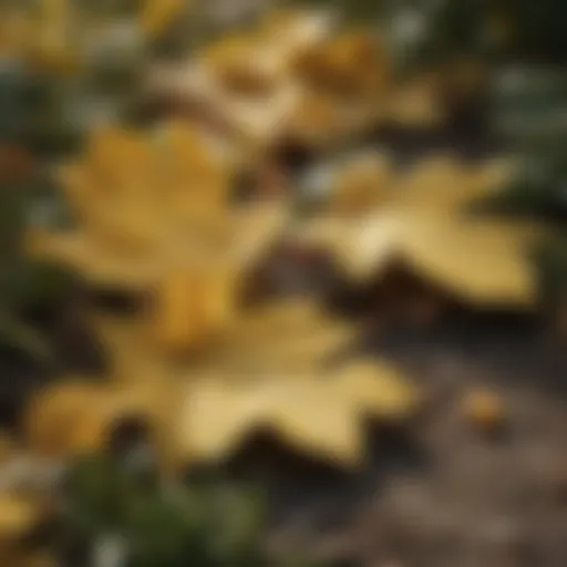 Close-up of a plant with yellow leaves, showcasing the signs of distress.