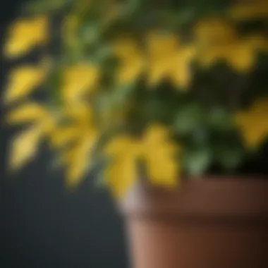 Healthy vs. Yellowing Leaves: A Visual Comparison Comparison of healthy green leaves and yellowing leaves on a potted plant.