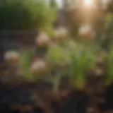 Close-up of healthy onion plants in a garden bed
