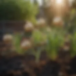 Close-up of healthy onion plants in a garden bed