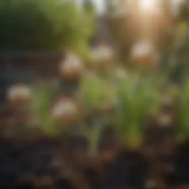 Close-up of healthy onion plants in a garden bed