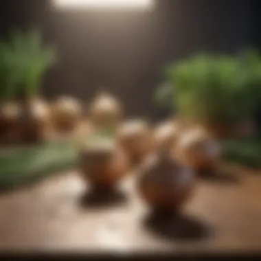 Fertilizer Varieties for Onions Varieties of fertilizers suitable for onions displayed on a table