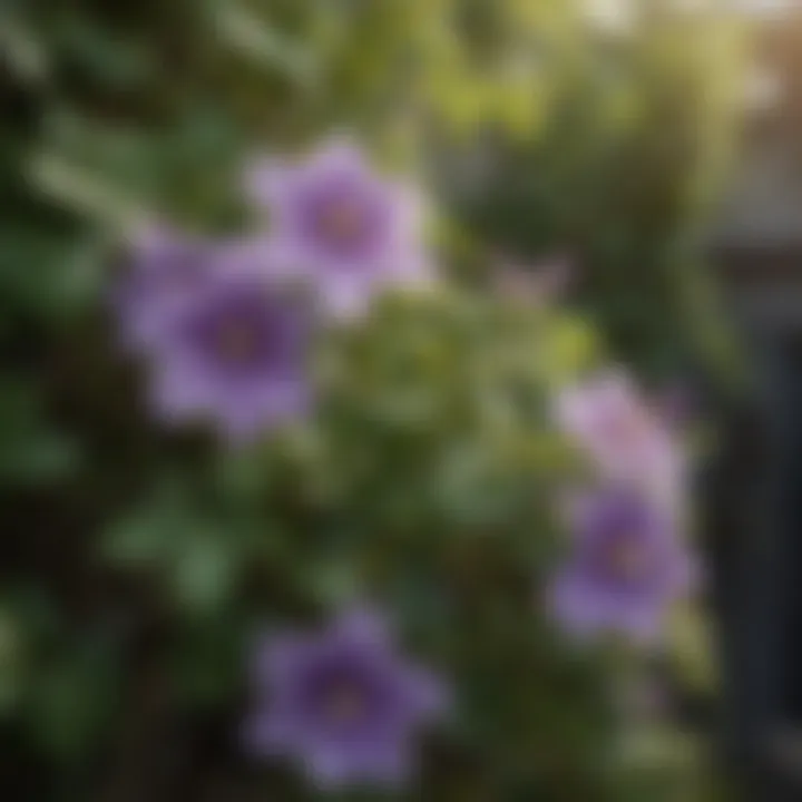 Healthy clematis plant showcasing vines