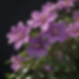 Vibrant clematis flowers in bloom