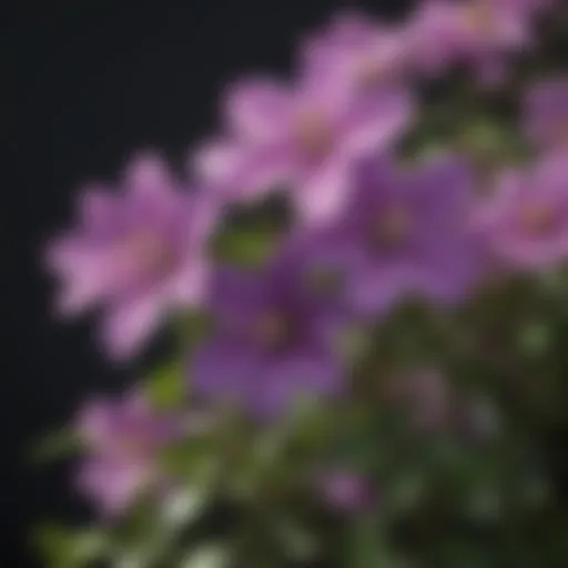 Vibrant clematis flowers in bloom