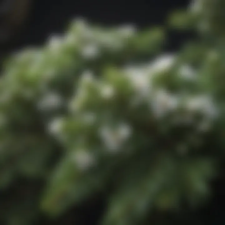 Close-up of blossoms on a flowering evergreen shrub