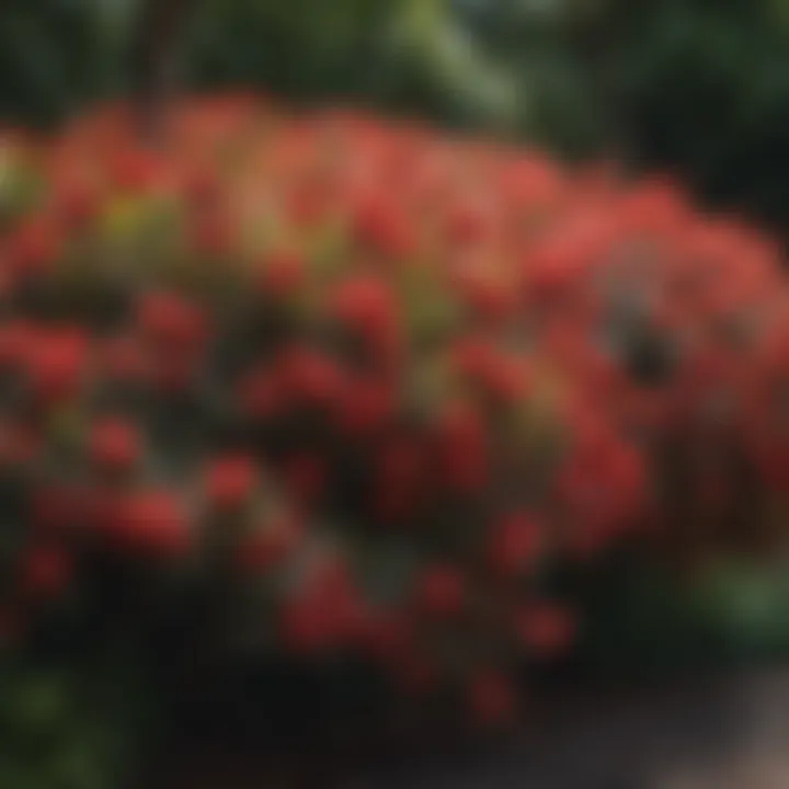 Close-up of vibrant foliage of shade-loving shrubs