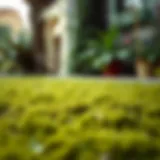 Lush green lawn with moss covering the grass