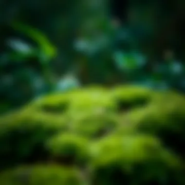 Natural remedies for moss prevention in garden