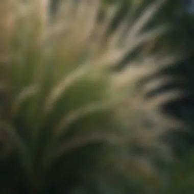 Close-up of ornamental grass showcasing delicate blades