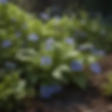 Close-up of ground ivy leaves and flowers