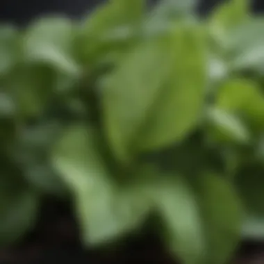 Close-up of lemon balm leaves showcasing texture and color