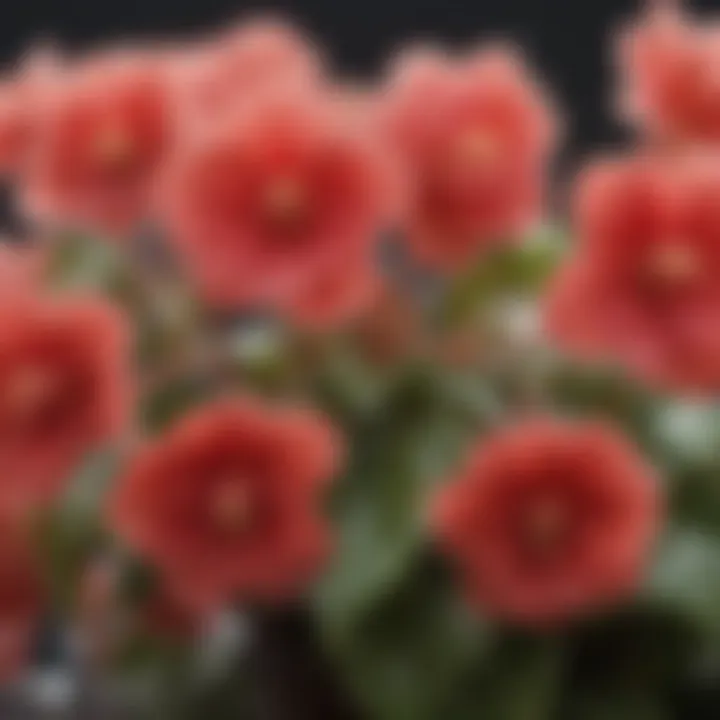 A close-up of begonia flowers with dew drops