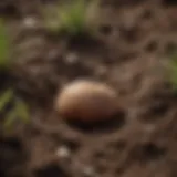 Close-up view of grubs in soil