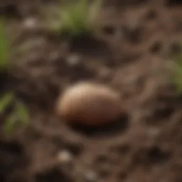 Close-up view of grubs in soil