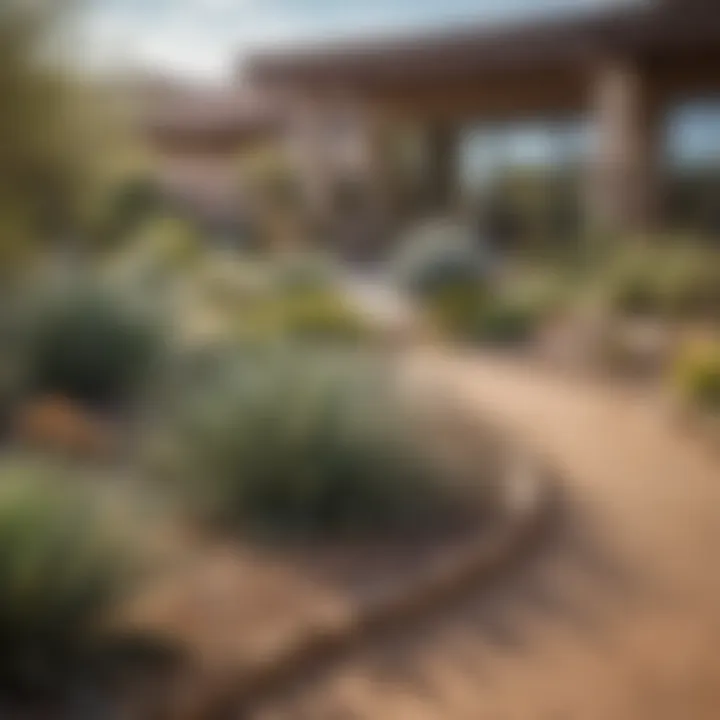 Xeriscaping garden with drought-resistant plants