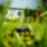 Crafting an Effective Crabgrass Killer: Techniques and Insights Introduction