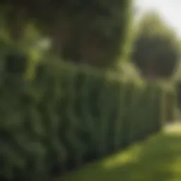 A serene backyard featuring tall hedges providing privacy