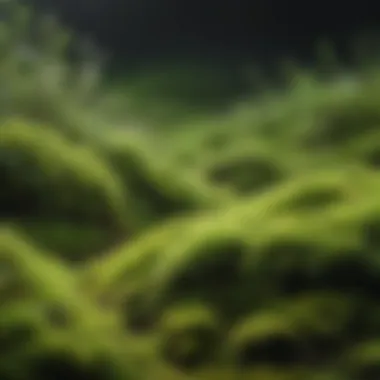 A lush moss lawn with vibrant green hues