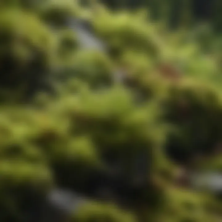 Close-up of various moss species thriving in natural habitat