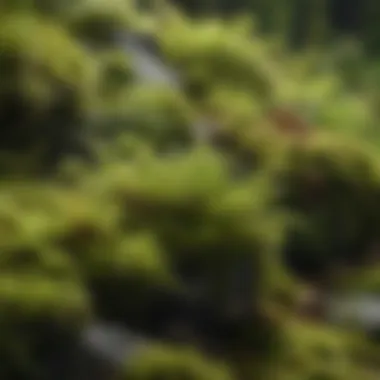 Diversity of Moss Species in a Natural Setting Close-up of various moss species thriving in natural habitat