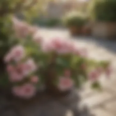 Close-up of blooming apple blossoms on a patio apple tree, highlighting the beauty of the flowers.