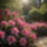 Azaleas blooming in full sun
