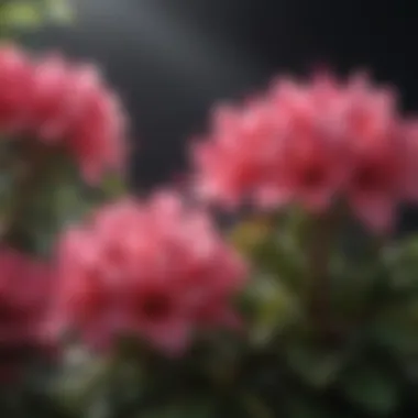 Key Factors Affecting Azalea Growth and Bloom Factors influencing azalea growth