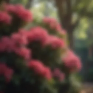 Azaleas Flourishing in Partial Shade Partial shade azaleas