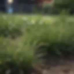 A close-up view of patchy grass on a lawn