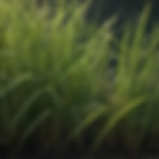 Close-up view of quack grass roots intertwined with healthy grass