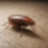 Identification of different cockroach species