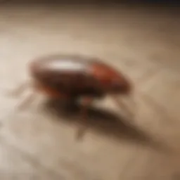 Identification of different cockroach species