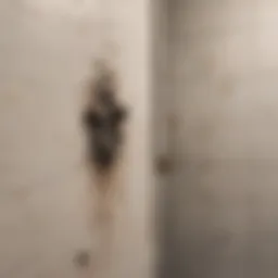 Close-up view of mold on a bathroom wall