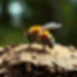Effective Strategies for Eliminating Wood Bees Introduction