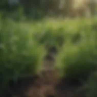 Close-up of lush green grass with scattered weeds