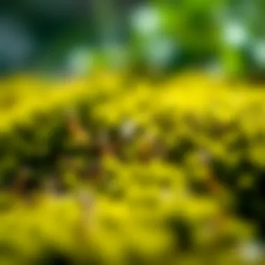 Understanding Moss Proliferation Close-up of moss on grass