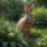 Lush garden showcasing rabbit-resistant plants