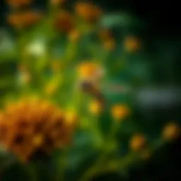 Effective Strategies to Deter Wasps From Your Space Introduction