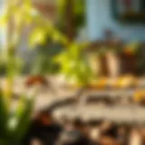 Effective Strategies to Eliminate Black Ants from Your Yard Introduction