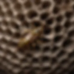 Close-up of a paper wasp nest showcasing its intricate design