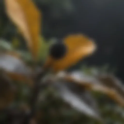 Close-up view of sooty mold on plant leaves