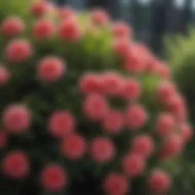 A close-up of a flowering shrub highlighting its growth features and colors.