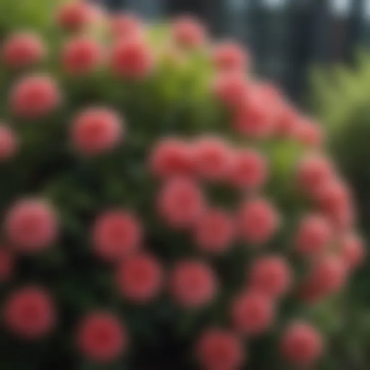 A close-up of a flowering shrub highlighting its growth features and colors.