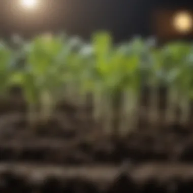 Close-up of healthy vegetable seedlings